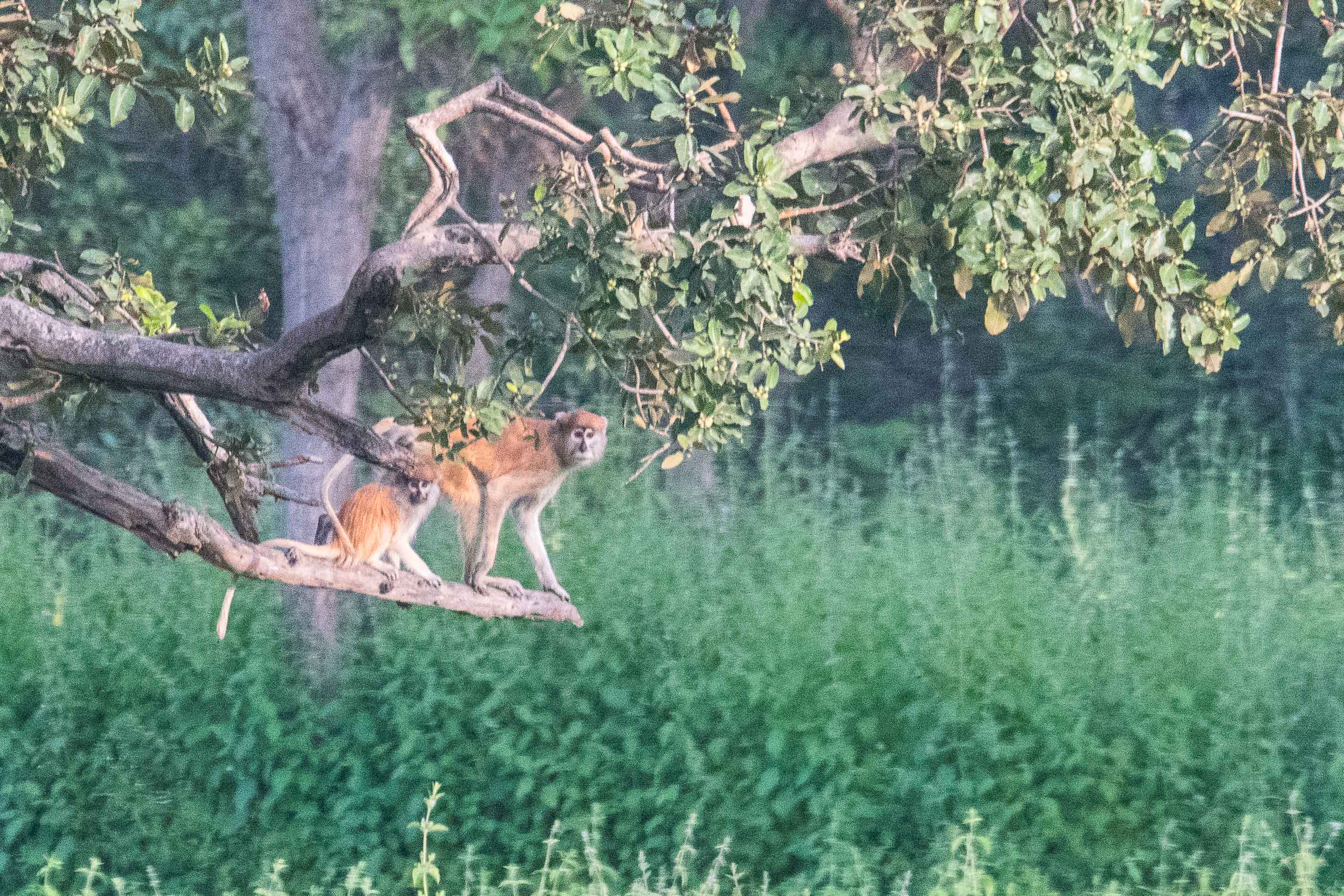 Singes patas ou singes rouges (Patas, Erythrocebus patas), adulte et juvénile, Réserve de Fathala, Sénégal.